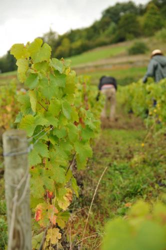Domaine des Coteaux d'Or vins biologiques