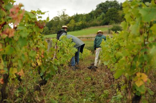 Domaine des Coteaux d'Or vins biologiques